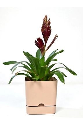 گلدان بژ PetGrow - کد 904709532