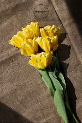 گل خشک و مصنوعی زرد Dekorsende - کد 40540428