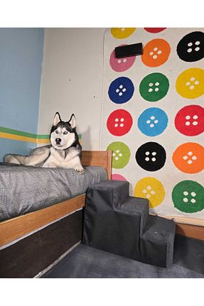  مشکی Holidog - کد 903021309