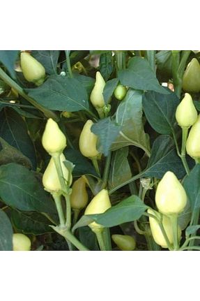 بذرها Sebze Tohumları TohumBul - کد 904335330