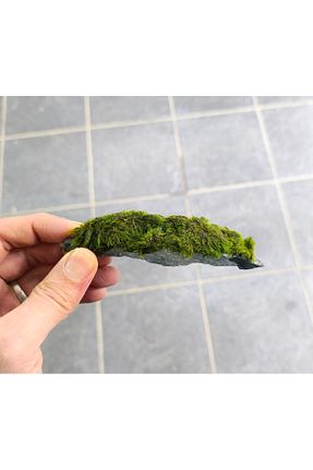 دکوراسیون و اکسسوری اکواریوم Marimo Scape - کد 141521371