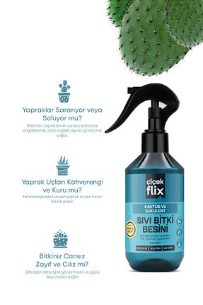 تراریوم و ساکولنت ÇİÇEKFLİX - کد 917361830