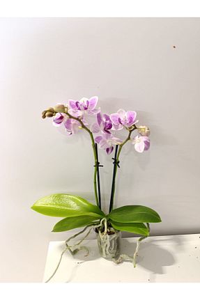 گیاهان داخل ساختمان YAMAN - کد 906475699