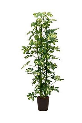 گیاهان داخل ساختمان körfezgardens - کد 808238842