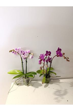 گیاهان داخل ساختمان YAMAN - کد 906475699