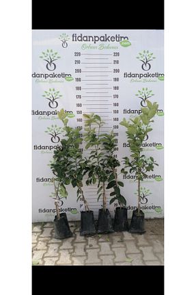 نهال میوه پیوندی fidanpaketim - کد 377400660