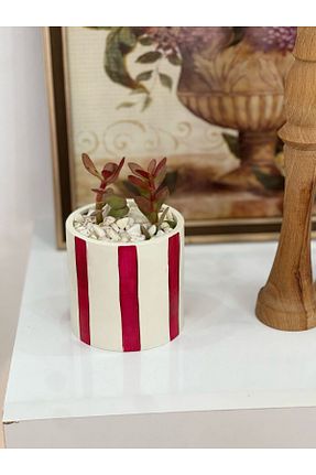 تراریوم و ساکولنت Home - کد 921384892