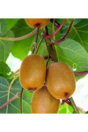 نهال میوه پیوندی FİDANKÖY - کد 920136395