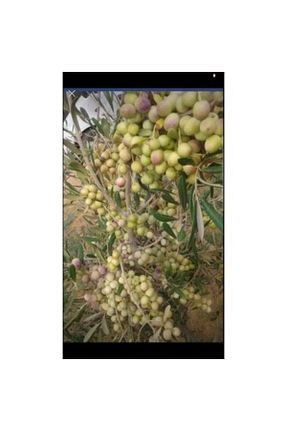 نهال میوه پیوندی fidanpaketim - کد 749193360