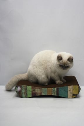  رنگی Lazy Paws - کد 831601364