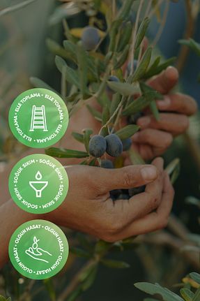 روغن زیتون Hayal Bahçe