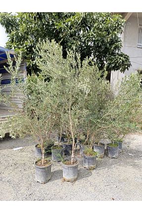 نهال میوه پیوندی fidanpaketim - کد 749193360