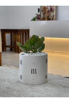 تراریوم و ساکولنت Home - کد 900665282