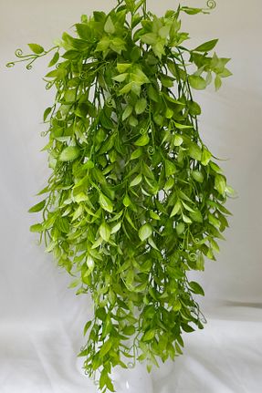 گل خشک و مصنوعی سبز MD Aspiz Flowers - کد 922239942