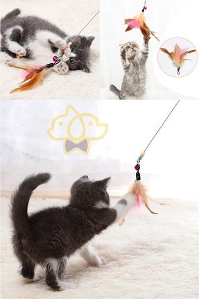 محصول نگهداری بچه گربه PapyonPet - کد 901623167