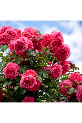 گل رز پیوندی FİDAN SEPETİM - کد 925064365