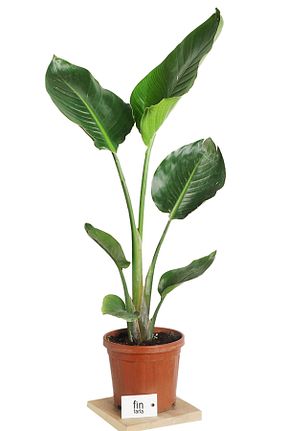 گیاهان داخل ساختمان Green Flora - کد 814618448