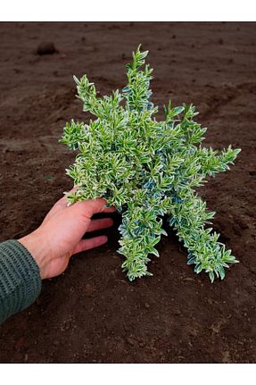 نهال کادویی YILDIZ BOTANİK - کد 892772716