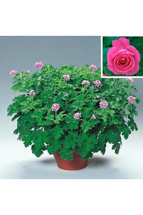نهالها E-fidancim - کد 926214647