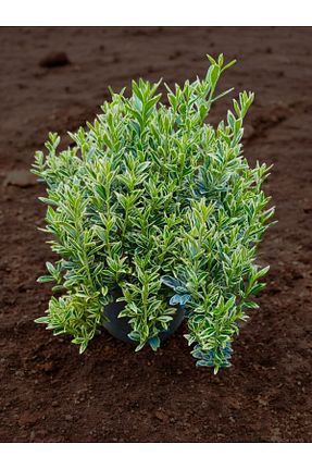 نهال کادویی YILDIZ BOTANİK - کد 892772716