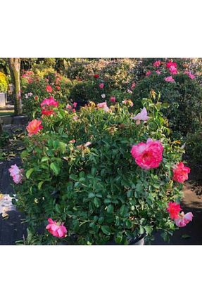 گل رز پیوندی HİLAL TARIM ÇİFTLİĞİ - کد 925978515