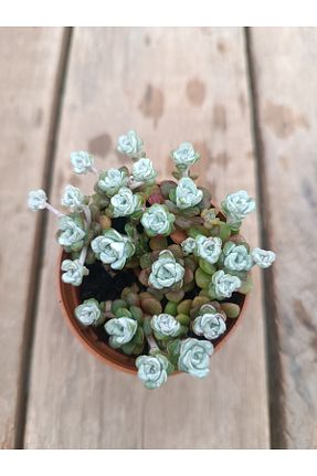 تراریوم و ساکولنت PLANTİS BOTANİK - کد 925769283