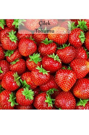 بذرها Çiçek Tohumu cangardenia - کد 927527157