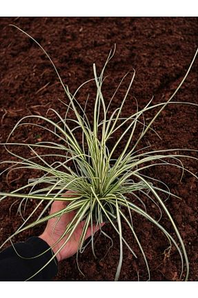 گیاه پایه کوتاه گلدار YILDIZ BOTANİK - کد 927704498
