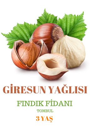 نهال میوه پیوندی ŞANGULOĞLU - کد 862267603