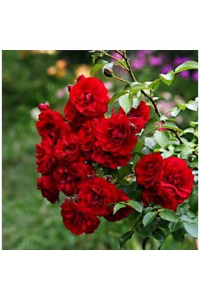 گل رز پیوندی HİLAL TARIM ÇİFTLİĞİ - کد 927084720