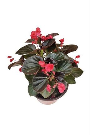 گیاه پایه کوتاه گلدار SARMASK - کد 762660996