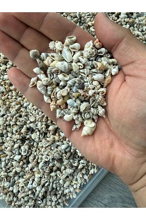 دکوراسیون و اکسسوری اکواریوم Seashell Rio - کد 928931764