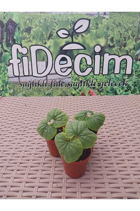 نهالها Fidecim - کد 929473127