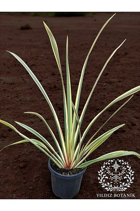  YILDIZ BOTANİK - کد 883504760