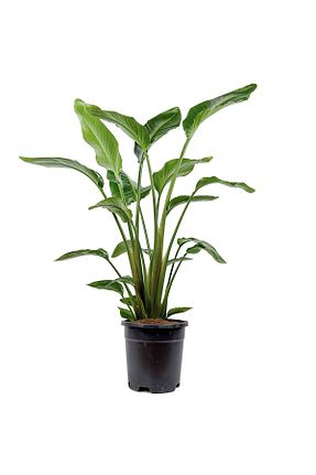 گیاهان داخل ساختمان Fidanburada - کد 35443276
