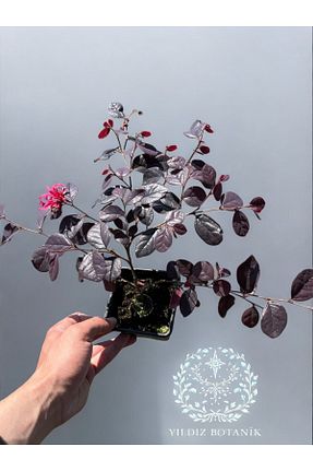 گیاه پایه کوتاه گلدار YILDIZ BOTANİK - کد 932192817