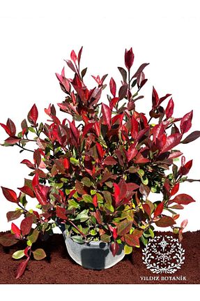  YILDIZ BOTANİK - کد 932889266