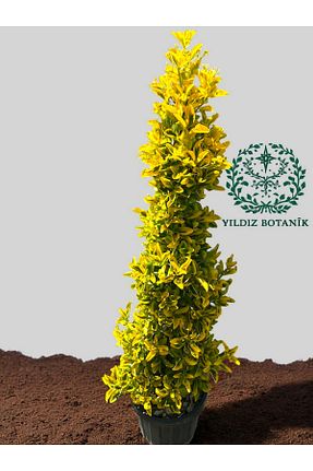  YILDIZ BOTANİK - کد 932903842