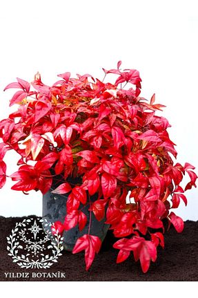 نهال کادویی YILDIZ BOTANİK - کد 884645571
