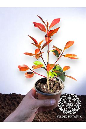  YILDIZ BOTANİK - کد 889681909