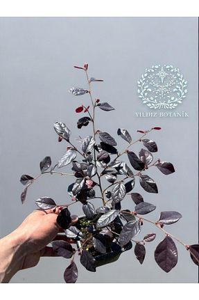 گیاه پایه کوتاه گلدار YILDIZ BOTANİK - کد 932192817