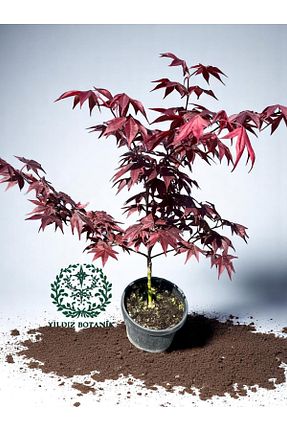 نهالها YILDIZ BOTANİK - کد 932892274