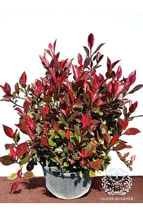  YILDIZ BOTANİK - کد 932889266