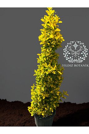  YILDIZ BOTANİK - کد 932903842