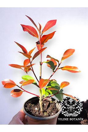  YILDIZ BOTANİK - کد 889681909