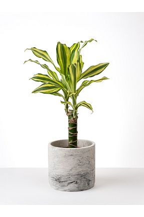 گلدان رنگی Kaju Creative - کد 898006280