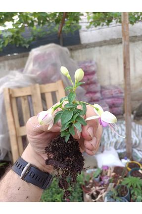 نهالها KAMONDO TOHUM - کد 933377184