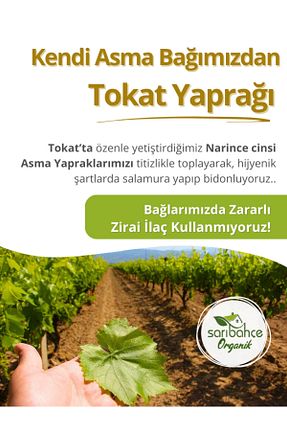 برگ درخت انگور Sarıbahçe - کد 33675049