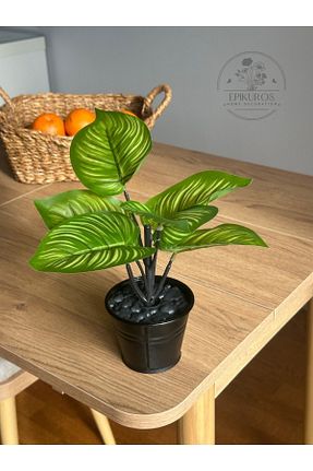 گل خشک و مصنوعی سبز Epikuros - کد 933165296