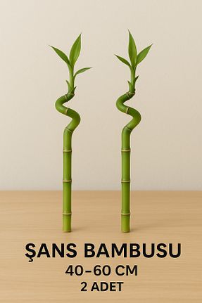 نهال کادویی serap çiçekçilik - کد 924493323